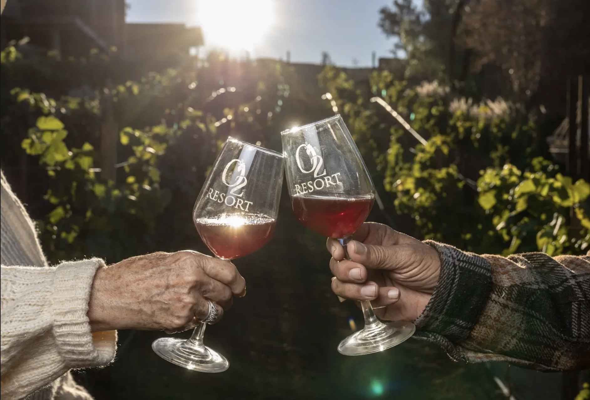 Two guests raising wine glasses for a toast at O2 Resort Valle de Guadalupe, celebrating a wine country experience in Baja California