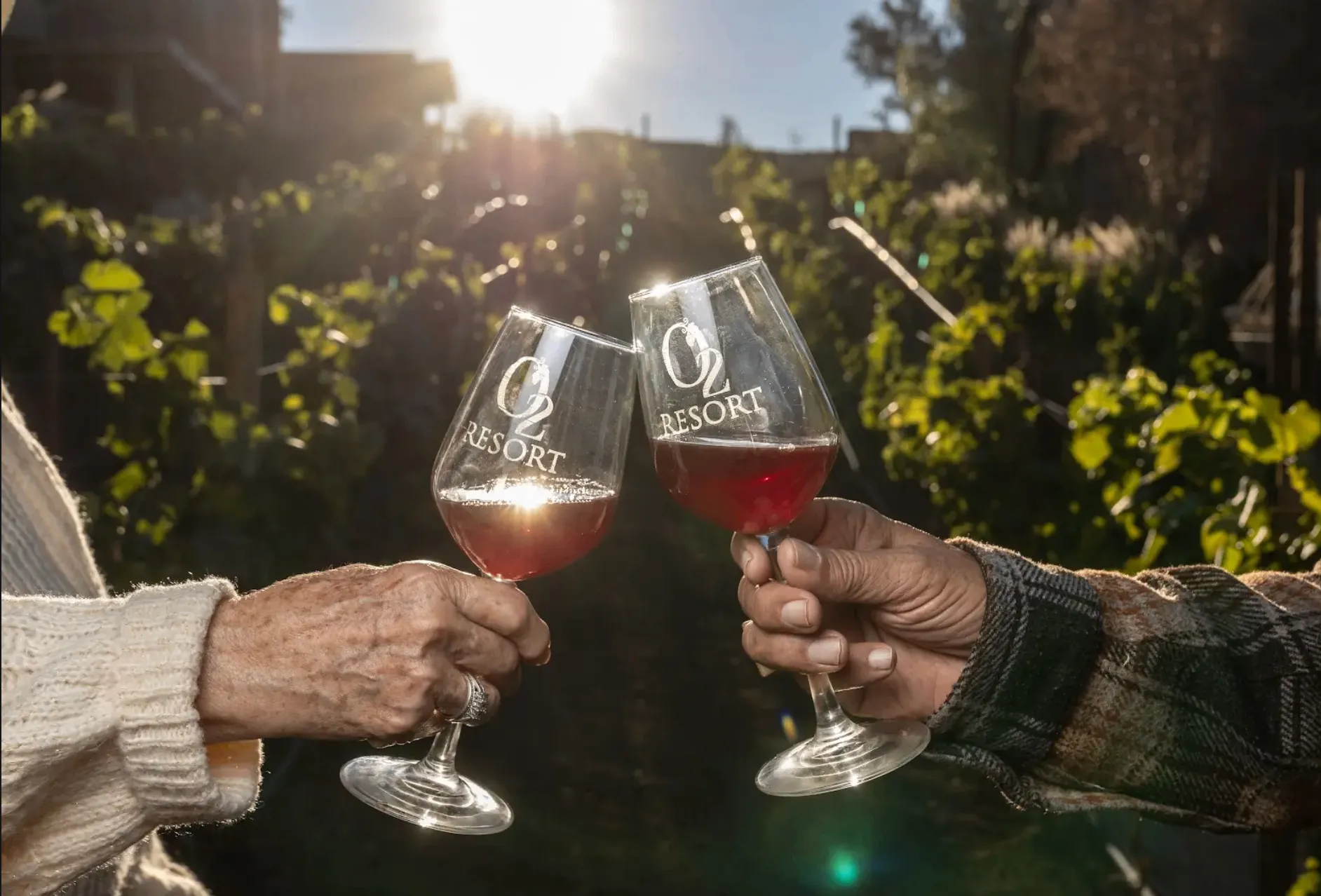 Two guests raising wine glasses for a toast at O2 Resort Valle de Guadalupe, celebrating a wine country experience in Baja California