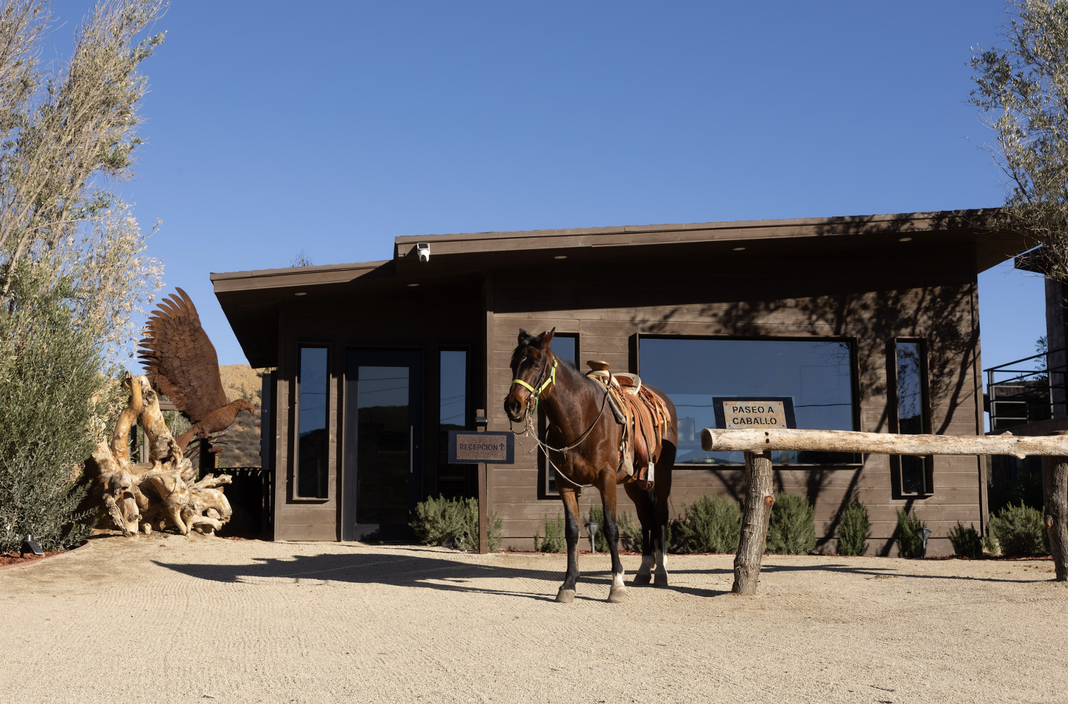 Horse at O2 Resort Valle de Guadalupe showcasing the equestrian experience and scenic landscape of Baja California wine country