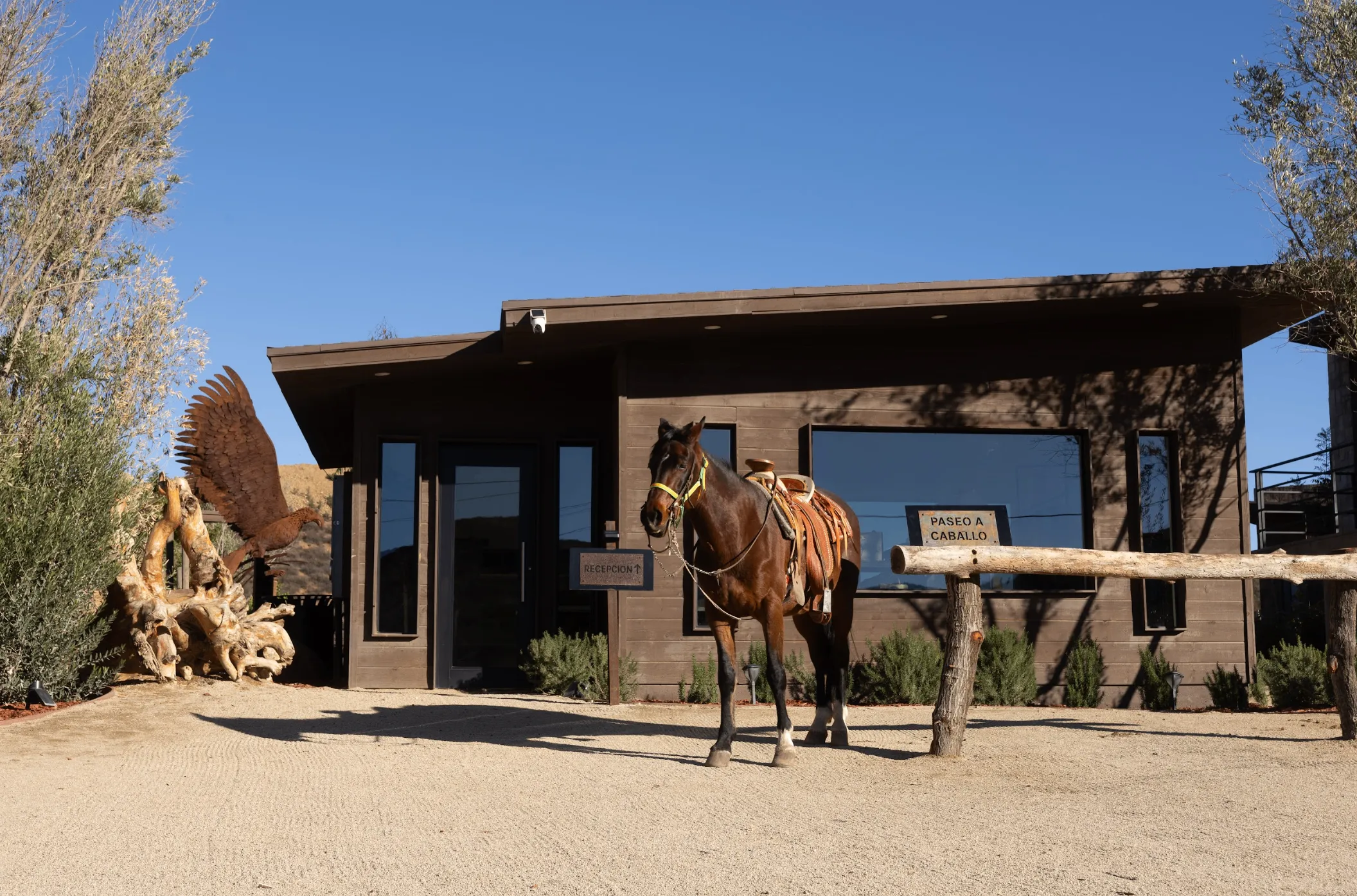 Horse at O2 Resort Valle de Guadalupe showcasing the equestrian experience and scenic landscape of Baja California wine country